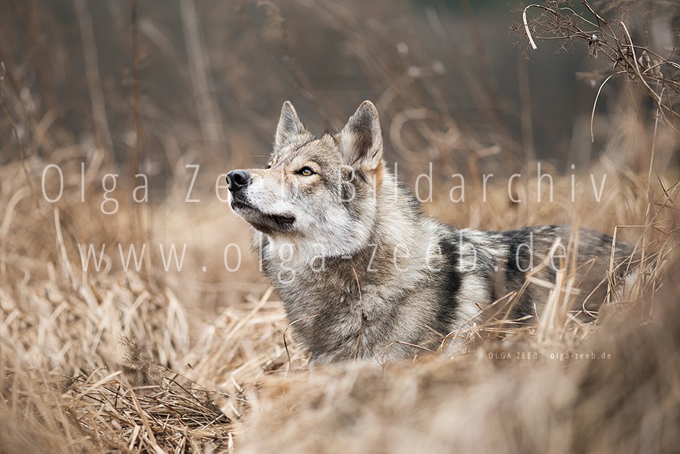 Wolfshund