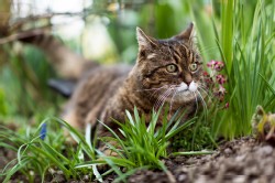 Hauskatze