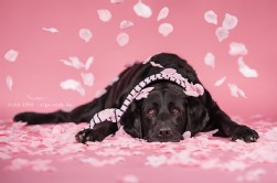 Labrador schwarz Labrador schwarz