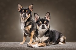 Chihuahua