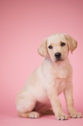 Labrador hell