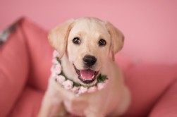 Labrador hell