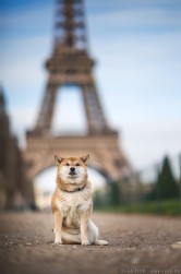 Shiba Inu Shiba Inu