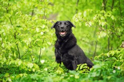 Labrador Mix