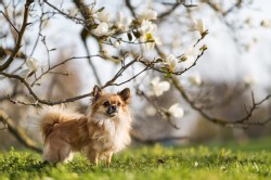 Chihuahua