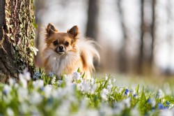 Chihuahua