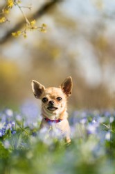 Chihuahua