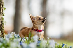 Chihuahua