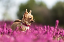 Chihuahua