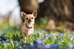 Chihuahua