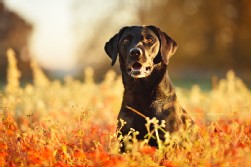 Labrador schwarz
