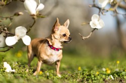 Chihuahua