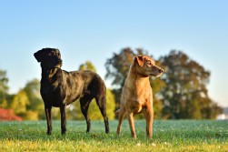 Labrador schwarz + Mix Labrador schwarz + Mix