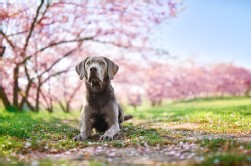 Labrador Silber