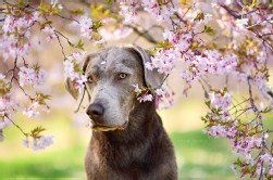 Labrador Silber
