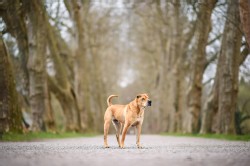 Shar Pei