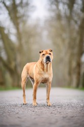 Shar Pei
