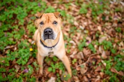 Shar Pei