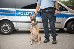 Polizei Hund Polizei Hund