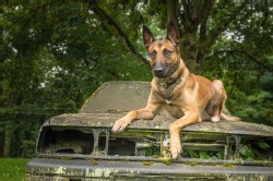 Polizei Hund