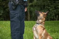 Polizei Hund