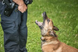 Polizei Hund Polizei Hund