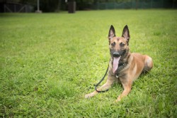 Polizei Hund Polizei Hund