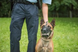 Polizei Hund Polizei Hund