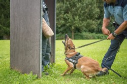 Polizei Hund