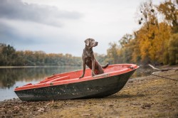 Labrador Silber