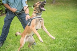 Polizei Hund Polizei Hund