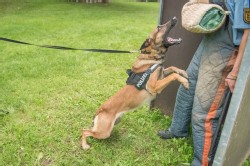 Polizei Hund Polizei Hund
