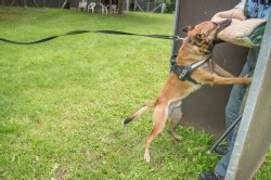 Polizei Hund Polizei Hund