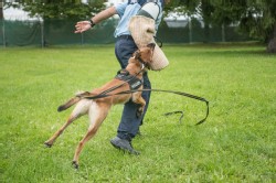 Polizei Hund Polizei Hund