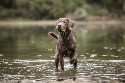 Labrador Silber