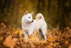 Shiba Inu