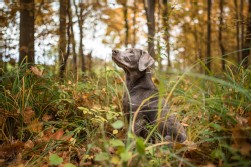 Labrador Silber