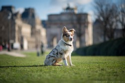 Australian Shepherd