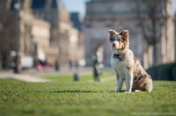 Australian Shepherd