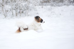 Papillon