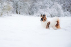 Papillon
