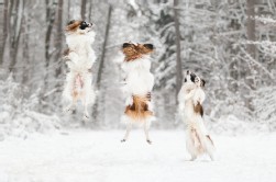 Papillon Papillon