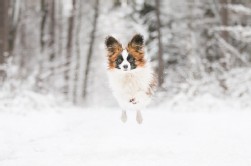 Papillon