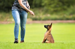 Malinois Welpe