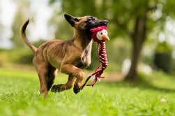 Malinois Welpe