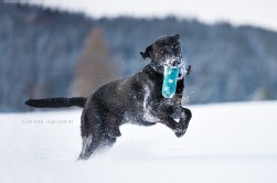 Hund Schnee