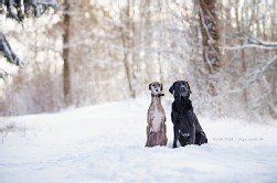 Hund Schnee