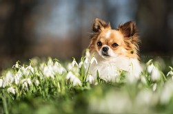 Chihuahua